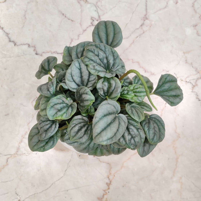 Peperomia Caperata Moonlight 12 cm pot