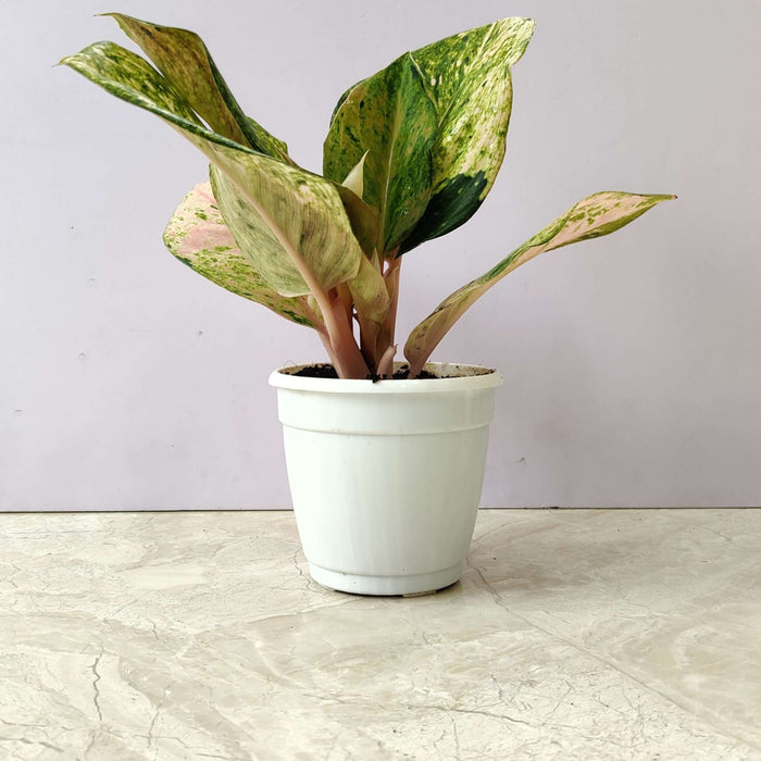 Aglaonema Pink Emerald 10 cm pot