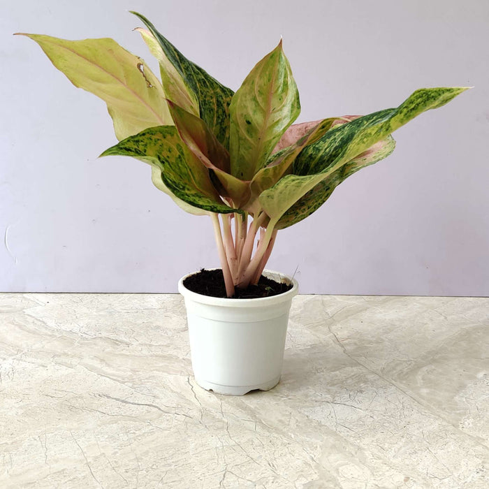 Aglaonema Andini 10 cm pot