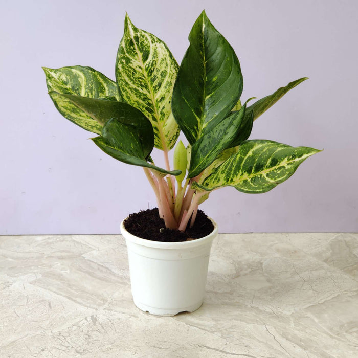 Aglaonema Green Lucky 10 cm pot