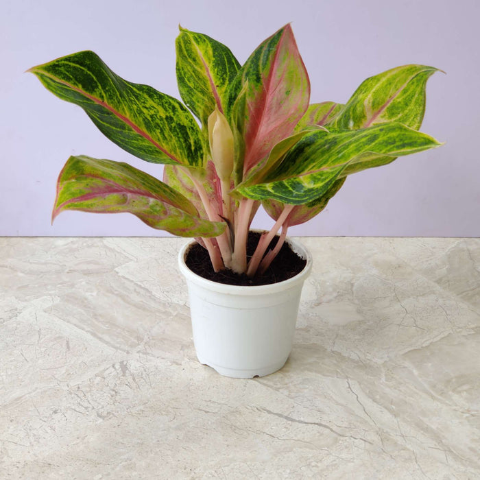 Aglaonema Ember 10 cm pot