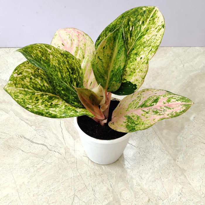 Aglaonema Pink Emerald 10 cm pot