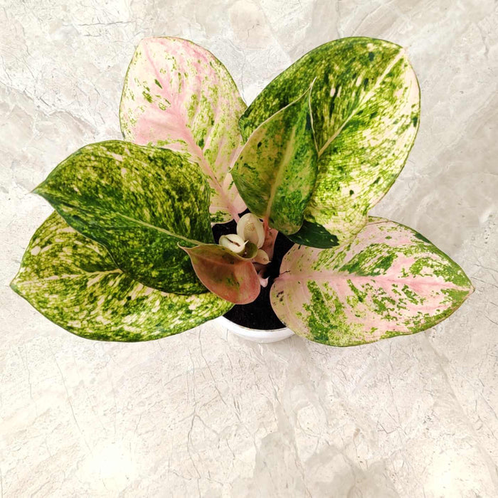 Aglaonema Pink Emerald 10 cm pot