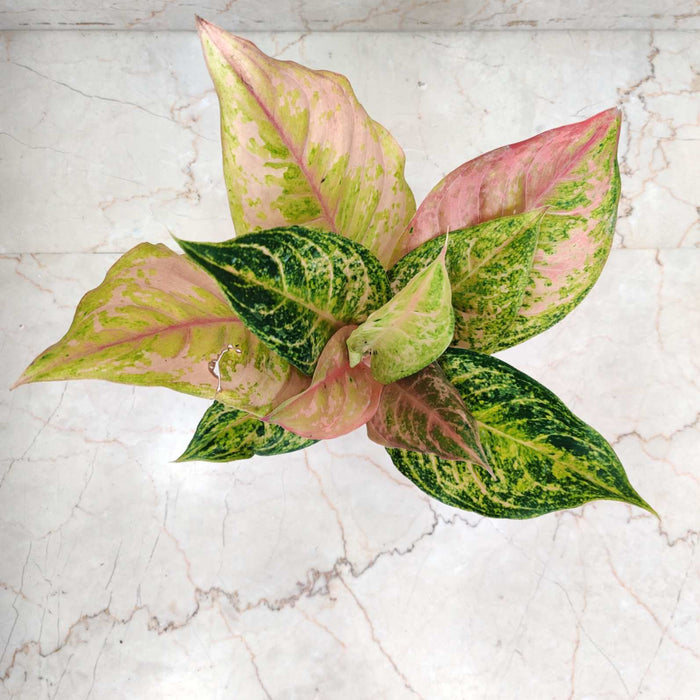 Aglaonema Andini 10 cm pot