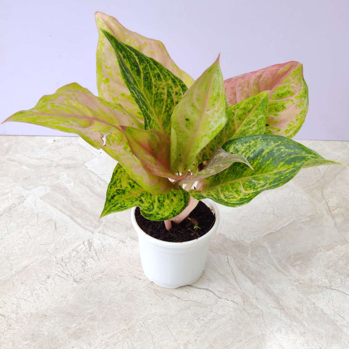 Aglaonema Andini 10 cm pot