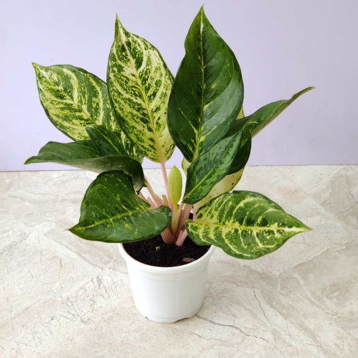 Aglaonema Green Lucky 10 cm pot