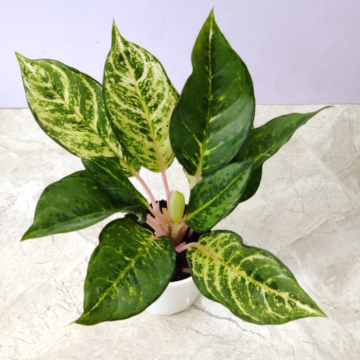 Aglaonema Green Lucky 10 cm pot