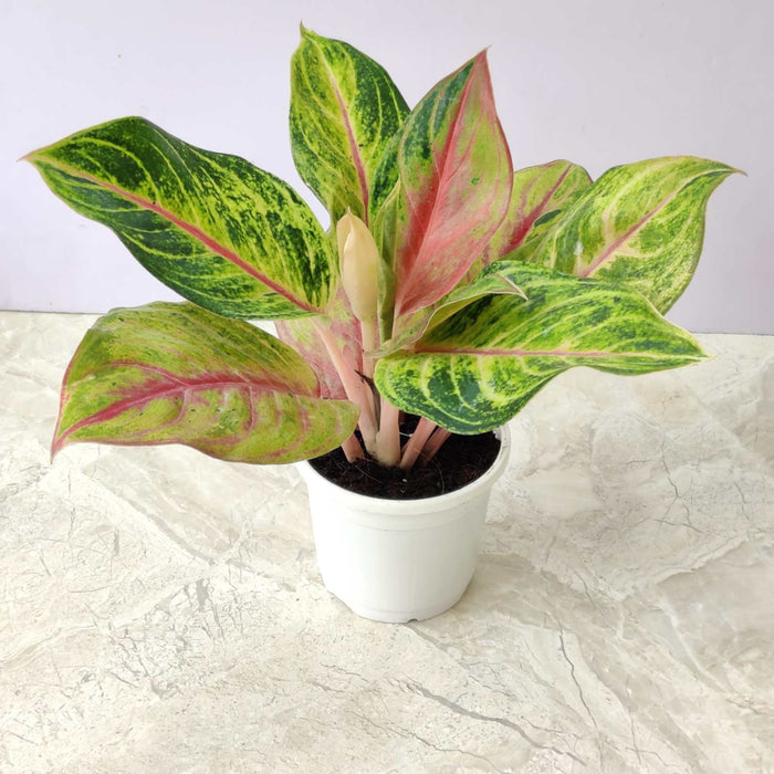 Aglaonema Ember 10 cm pot