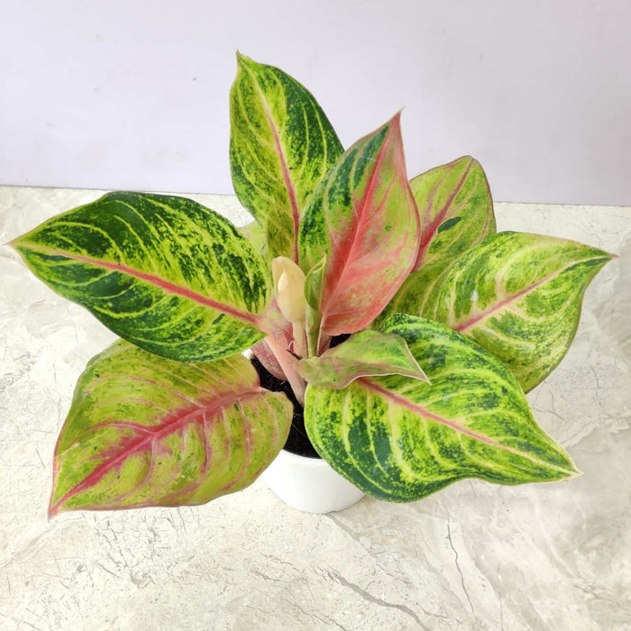 Aglaonema Ember 10 cm pot
