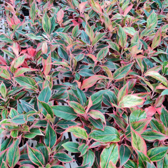 Aglaonema Red Lipstick 12 cm pot