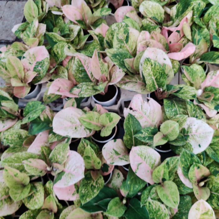 Aglaonema Pink Emerald 10 cm pot