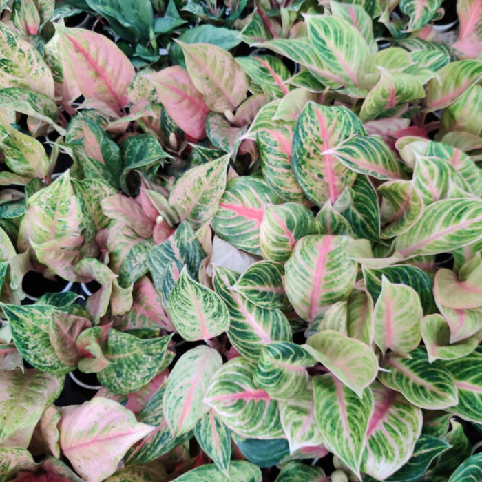 Aglaonema Andini 10 cm pot