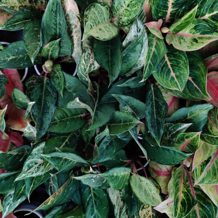 Aglaonema Green Lucky 10 cm pot