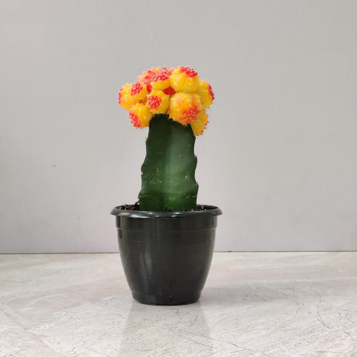 Grafted Orange and Yellow Cactus 8.5 cm pot