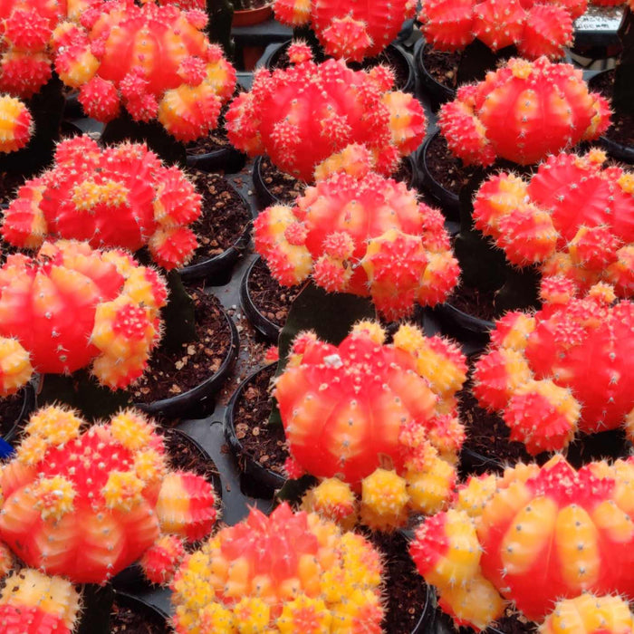 Grafted Orange and Yellow Cactus 8.5 cm pot