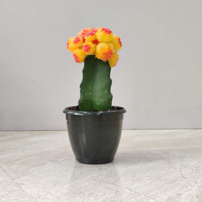 Grafted Orange and Yellow Cactus 8.5 cm pot