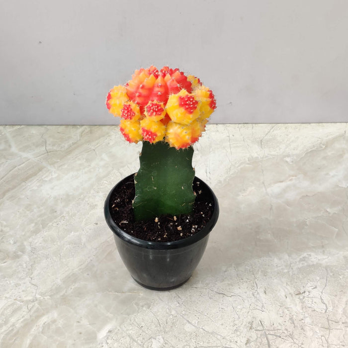 Grafted Orange and Yellow Cactus 8.5 cm pot