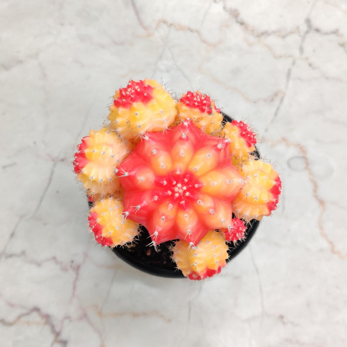 Grafted Orange and Yellow Cactus 8.5 cm pot