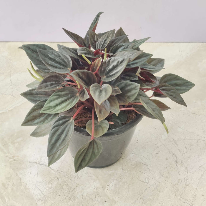 Peperomia 'Brasilia' 12 cm pot