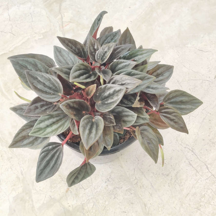 Peperomia 'Brasilia' 12 cm pot