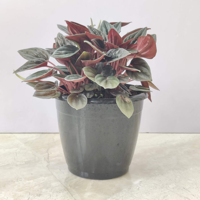 Peperomia 'Brasilia' 12 cm pot