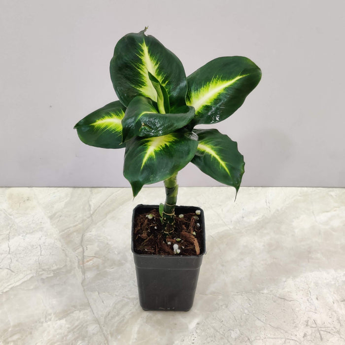 Dieffenbachia 'White Flame' 8.5 cm pot