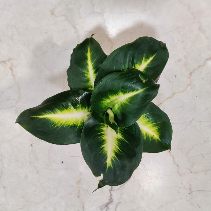 Dieffenbachia 'White Flame' 8.5 cm pot