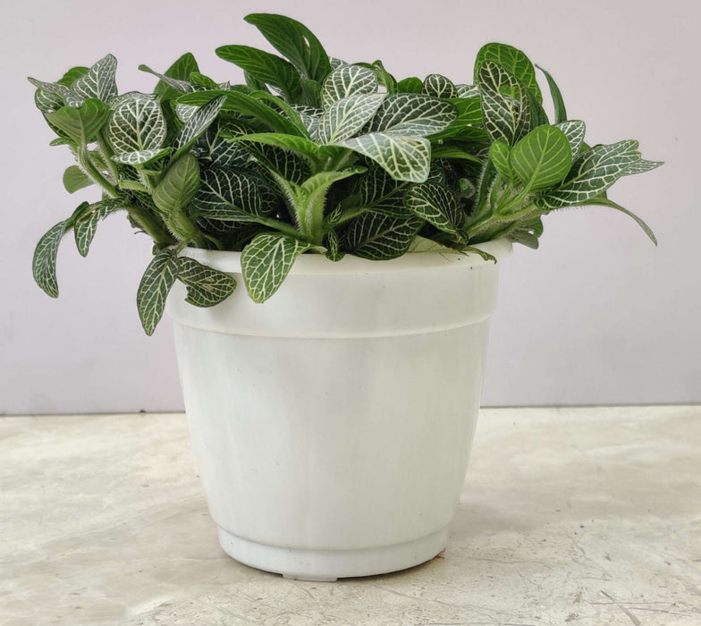 Fittonia Root Bridges 'Green' 10 cm pot