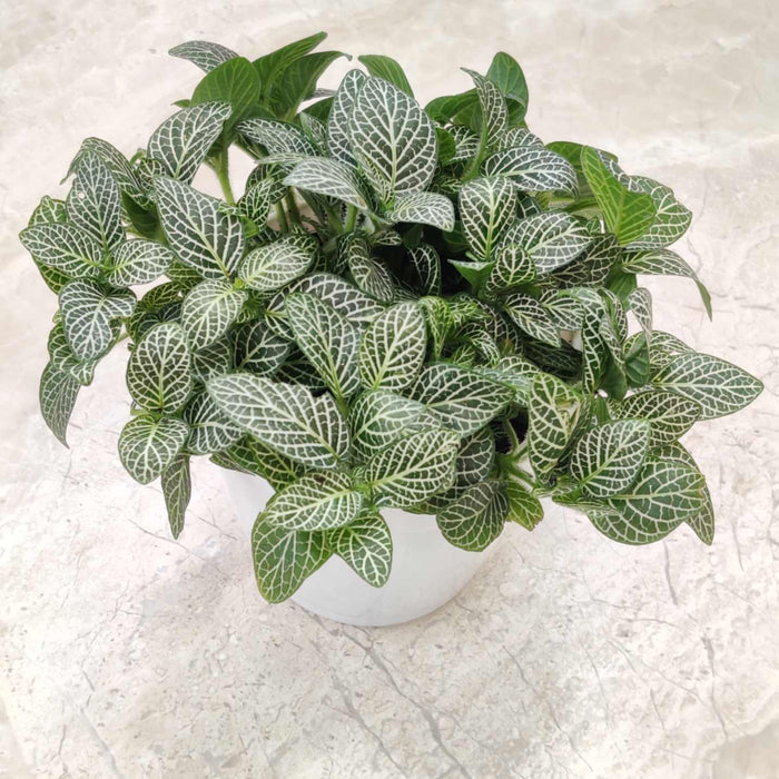 Fittonia Root Bridges 'Green' 10 cm pot
