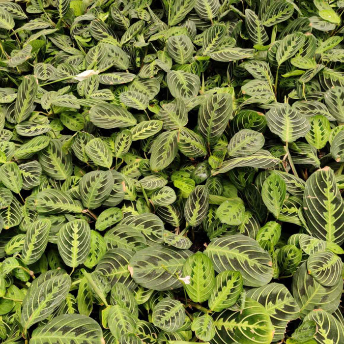 Calathea Lemon Lime 7 cm pot
