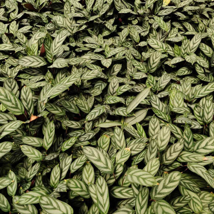 Calathea Compact Star 7 cm pot