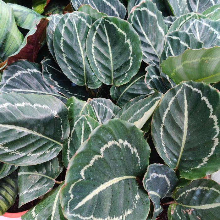 Calathea Roseopicta 'Medallion 18 cm pot