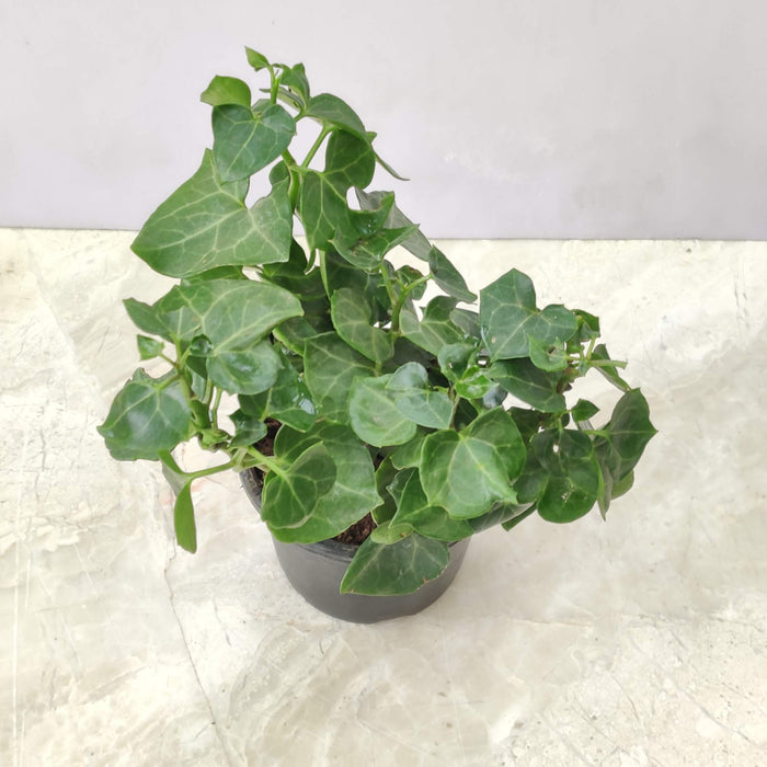 English Evy Green 8.5 cm pot