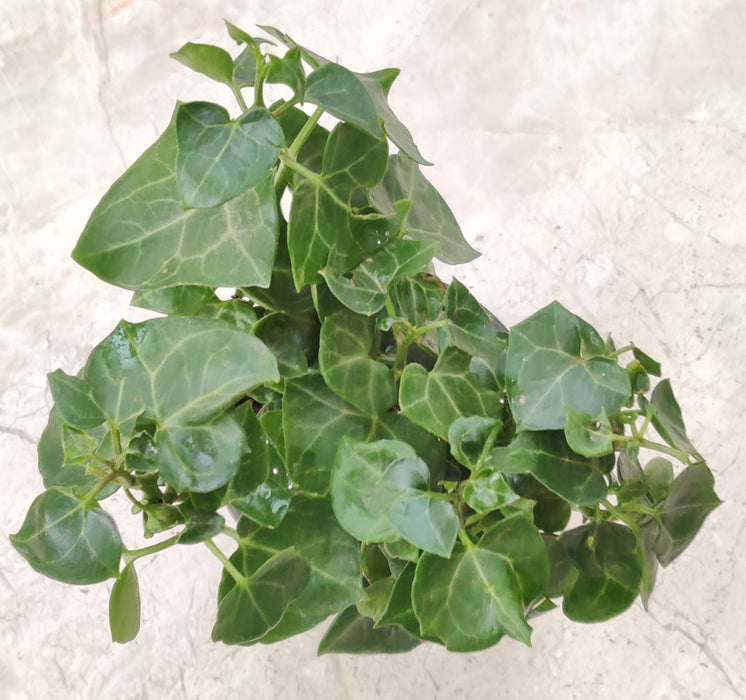 English Evy Green 8.5 cm pot
