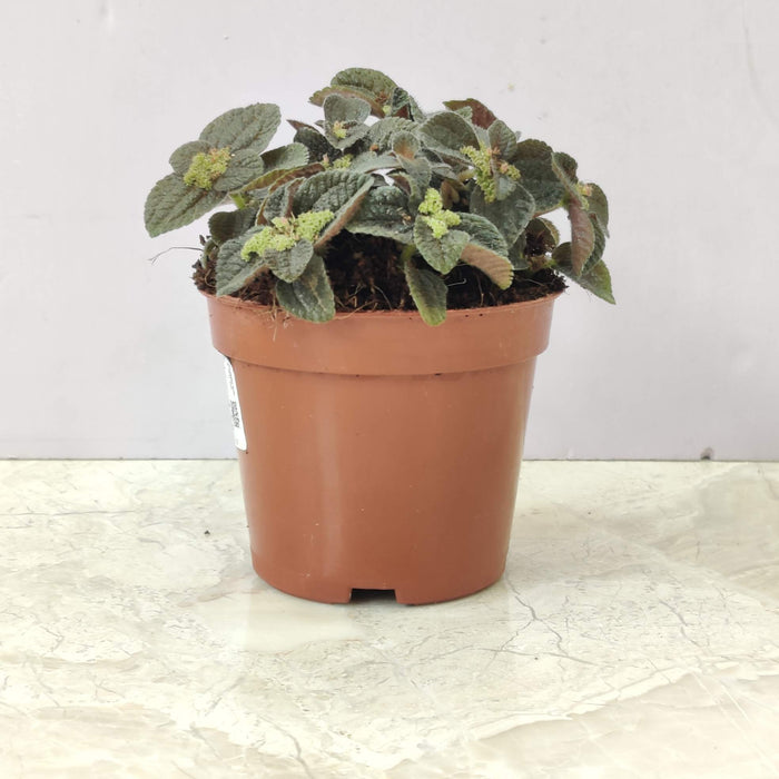 Pilea 'Ripens' (Black Panimiga) 8.5 cm pot