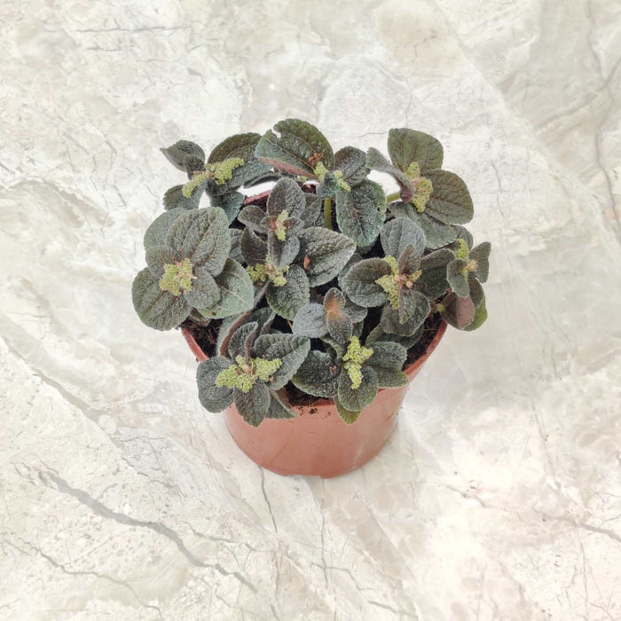 Pilea 'Ripens' (Black Panimiga) 8.5 cm pot