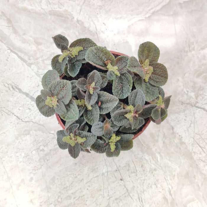 Pilea 'Ripens' (Black Panimiga) 8.5 cm pot