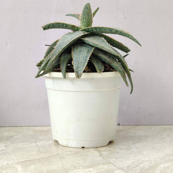 Haworthia Aloe Tiger Red 12 cm pot