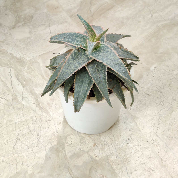 Haworthia Aloe Tiger Red 12 cm pot