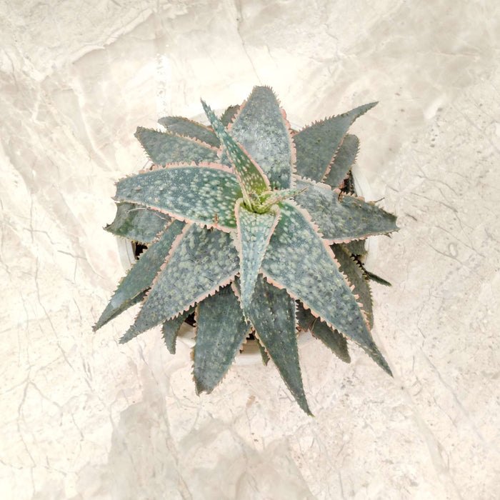 Haworthia Aloe Tiger Red 12 cm pot