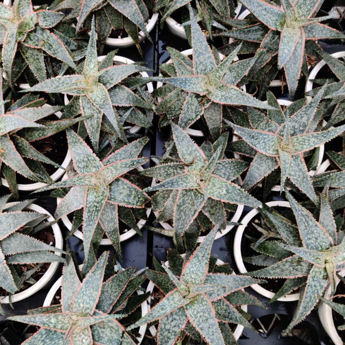 Haworthia Aloe Tiger Red 12 cm pot