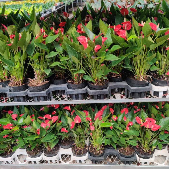 Anthurium Red Plant (Mini) 12 cm pot
