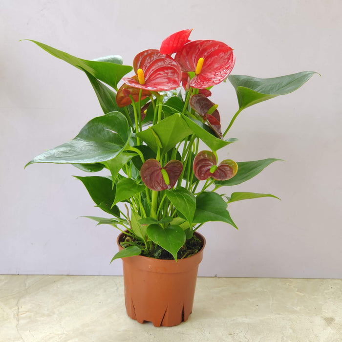 Anthurium Red 12 cm pot