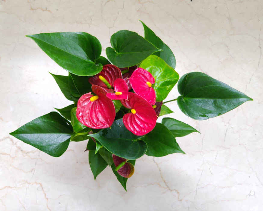 Anthurium Red 12 cm pot