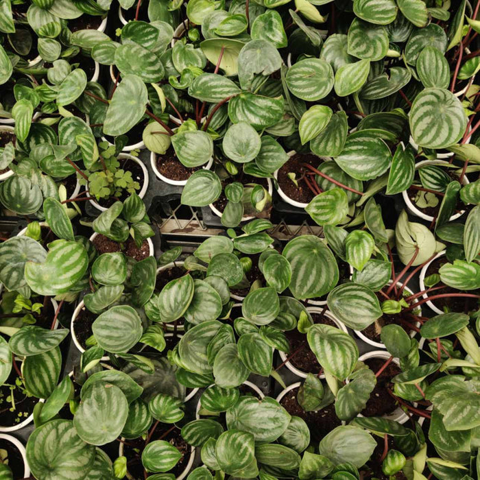 Peperomia Watermelon Plant 8.5 cm pot
