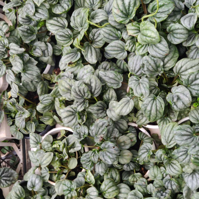 Peperomia Caperata Moonlight 12 cm pot