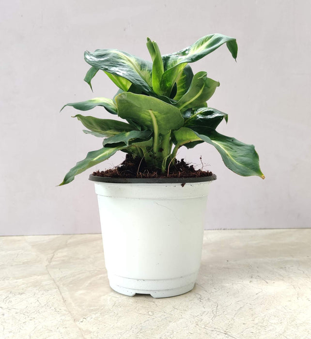 Dieffenbachia 'White Flame' 12 cm pot
