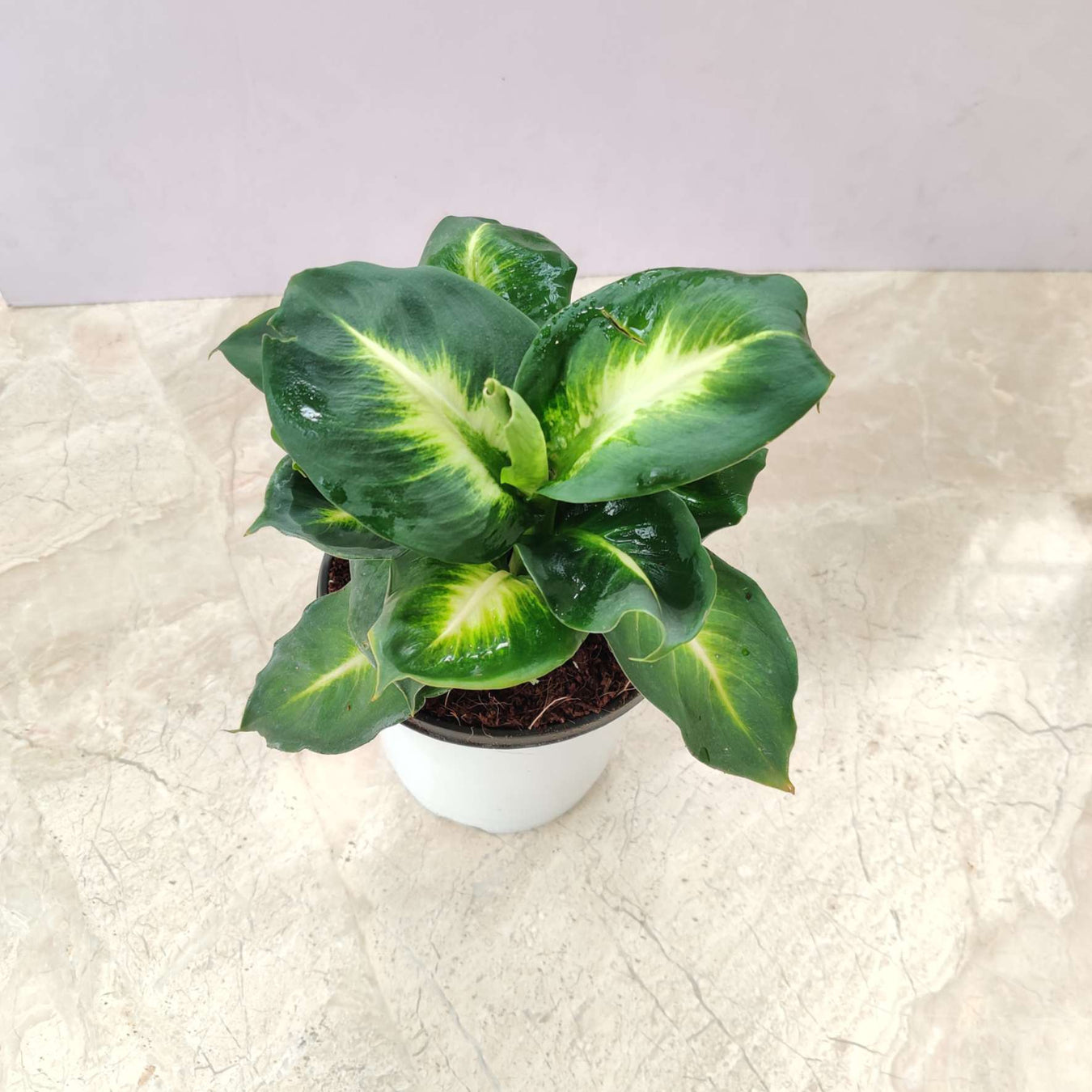 Dieffenbachia Plants