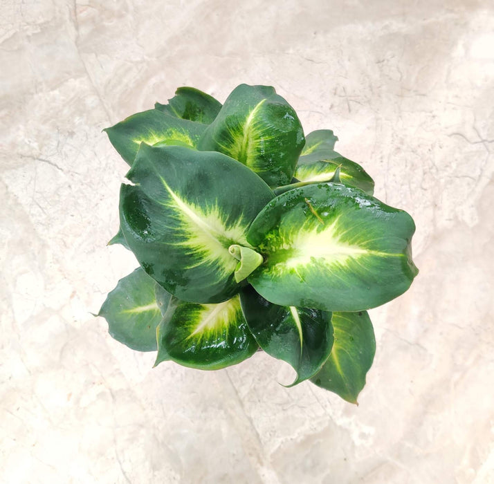 Dieffenbachia 'White Flame' 12 cm pot