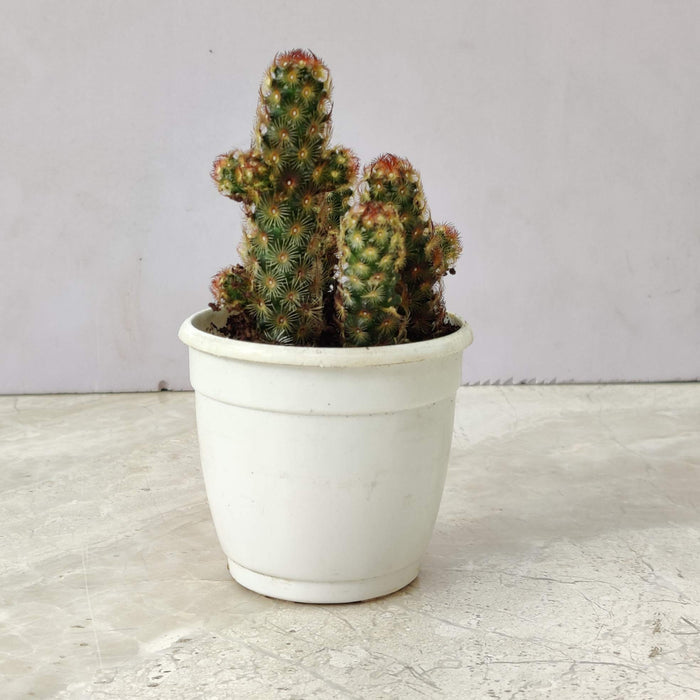 Lady Finger Cactus 7 cm pot